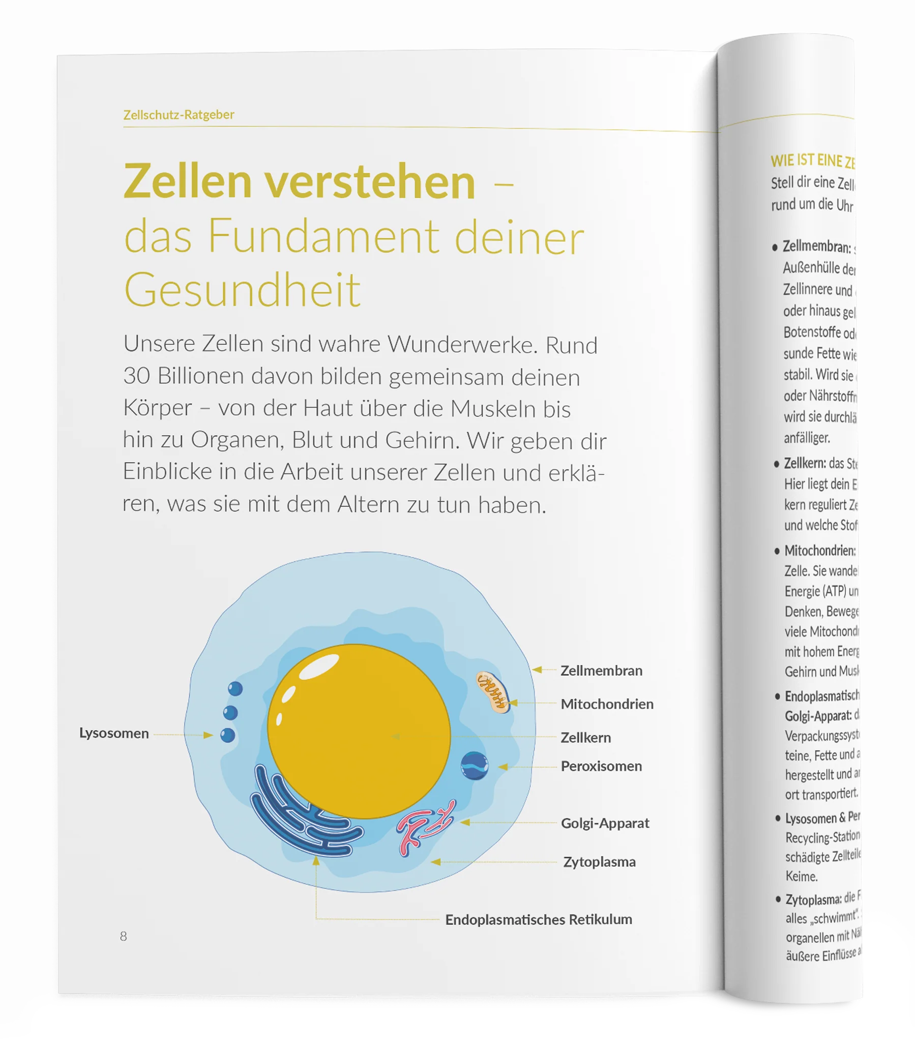 Zellschutz-Ratgeber - Image 13