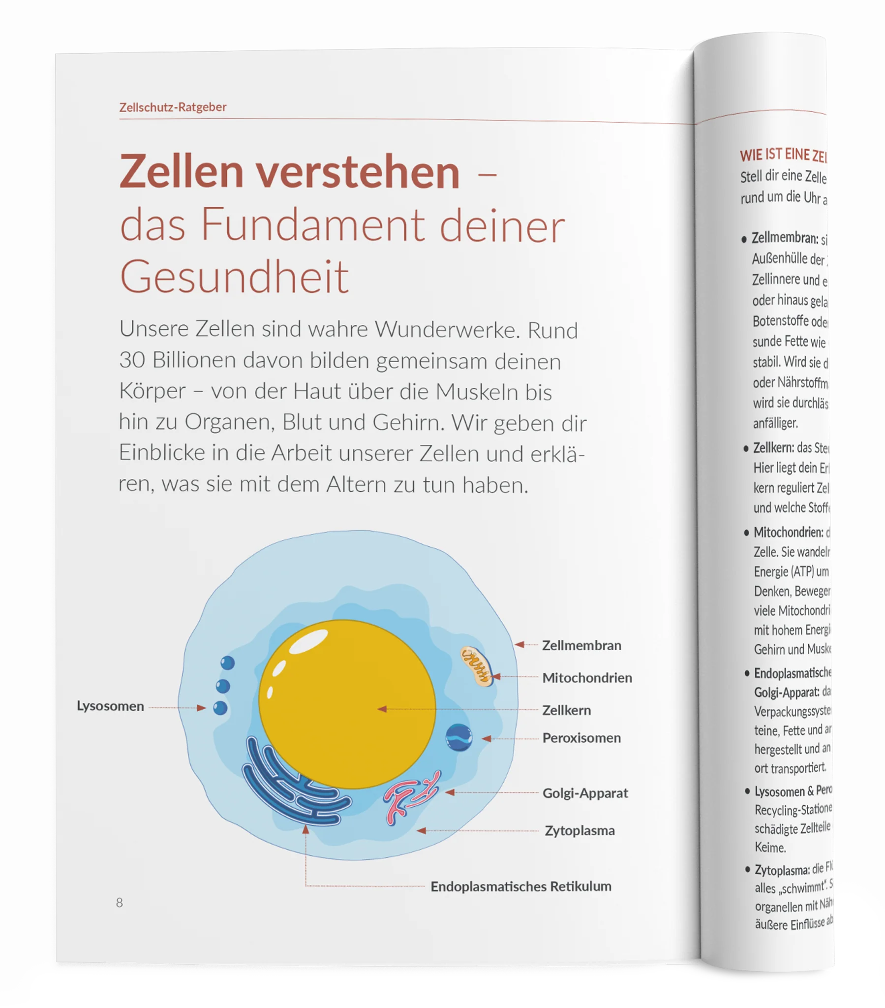 Zellschutz-Ratgeber - Image 16