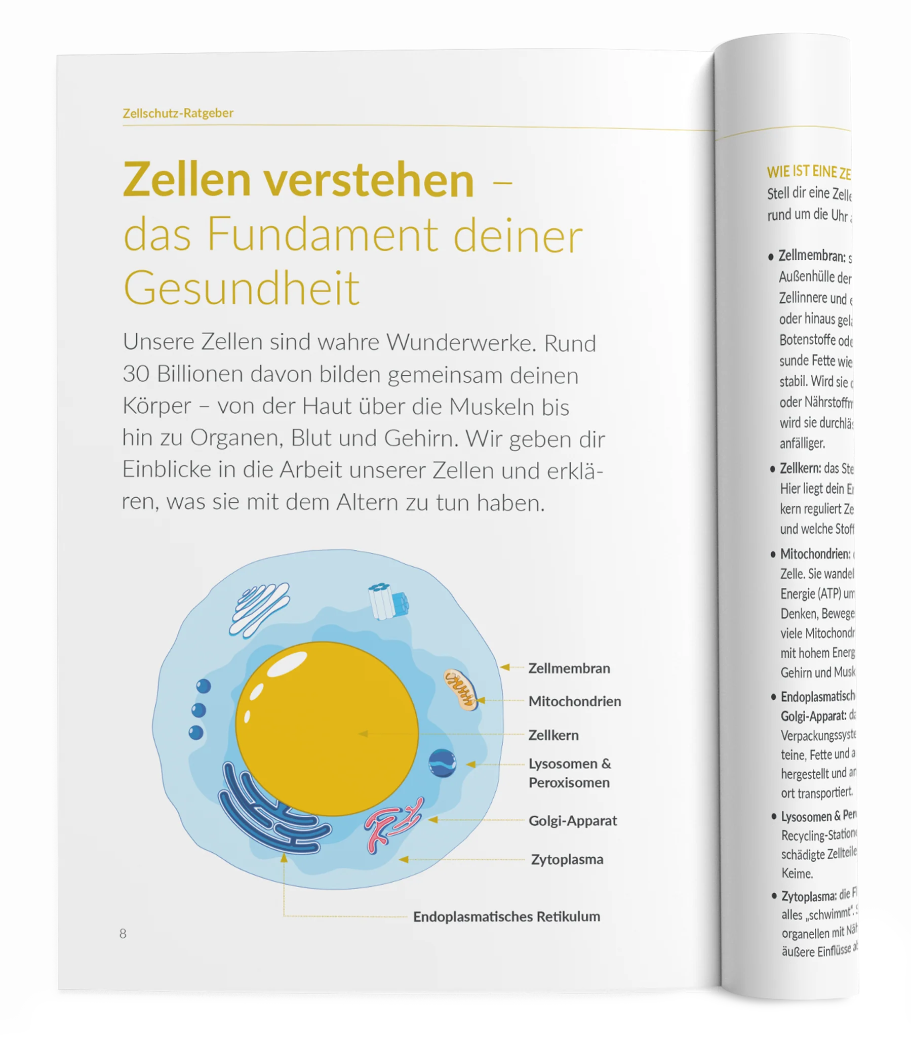 Zellschutz-Ratgeber - Image 6